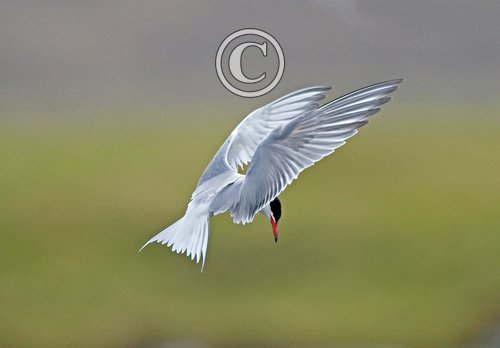 Common Tern in Flight 1 DM0333